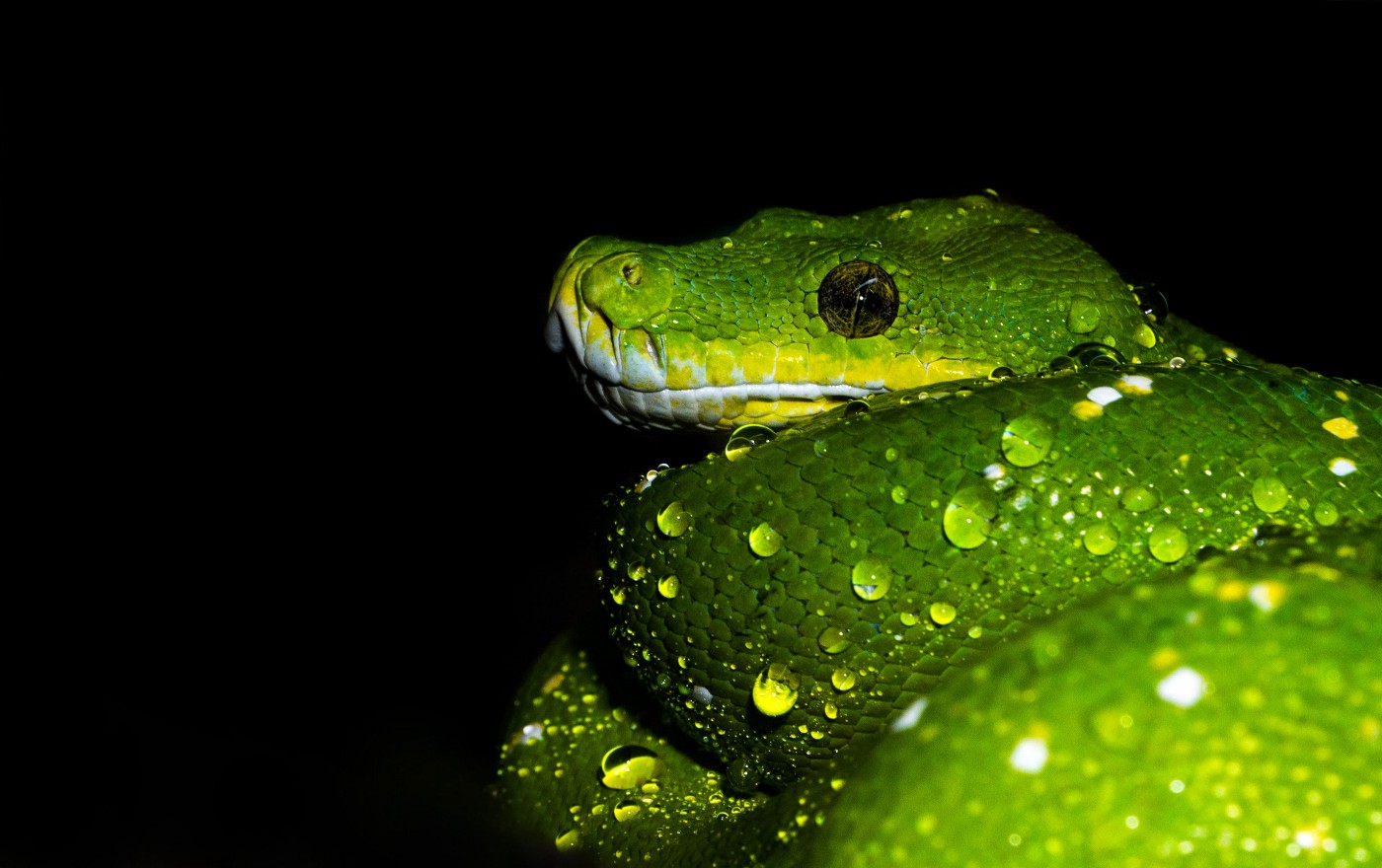 Python